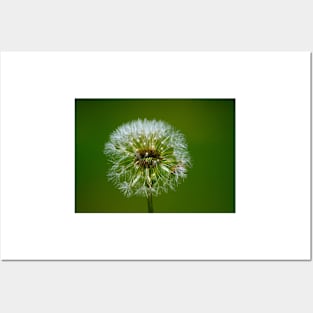 Landscaper's Nightmare, dandelions Posters and Art